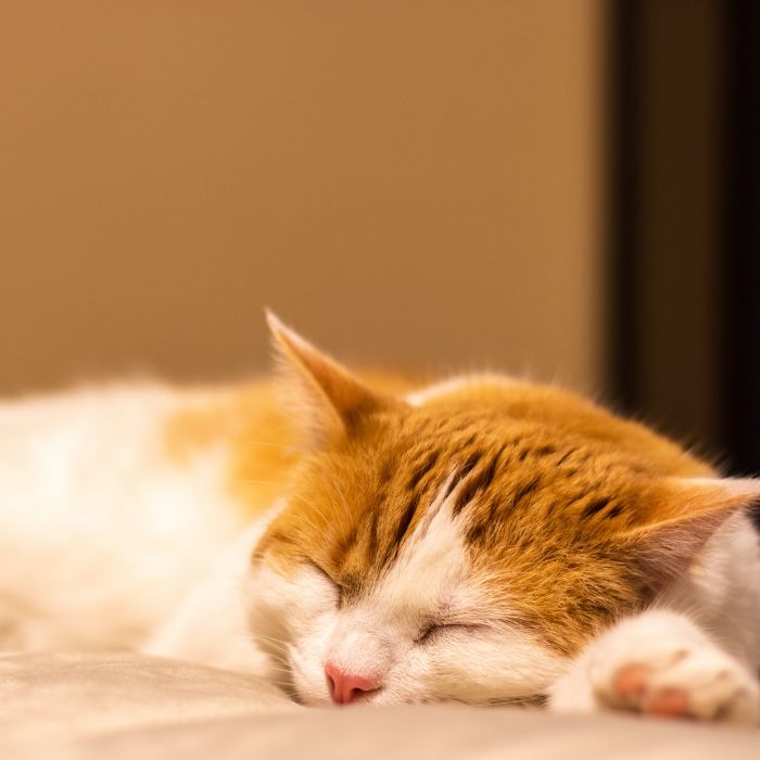 Tabby cat with green eyes held by a person