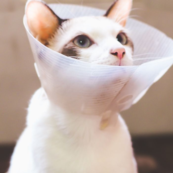 Pet Surgery Tabby cat with green eyes held by a person